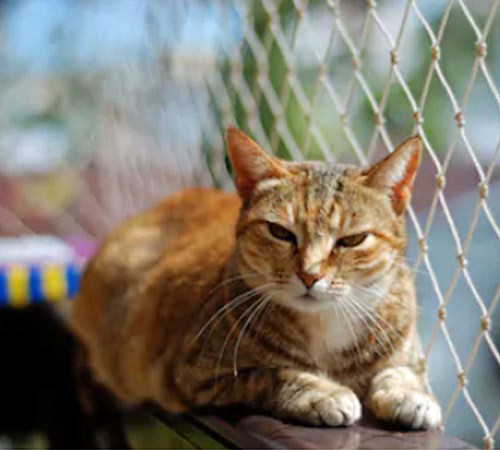 Qual a importância das redes de proteção?